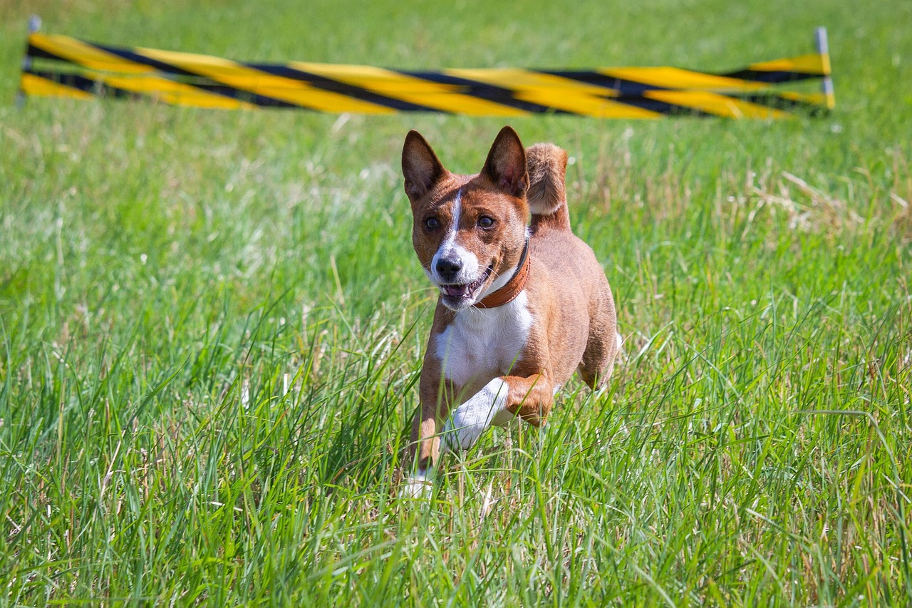 Basenji