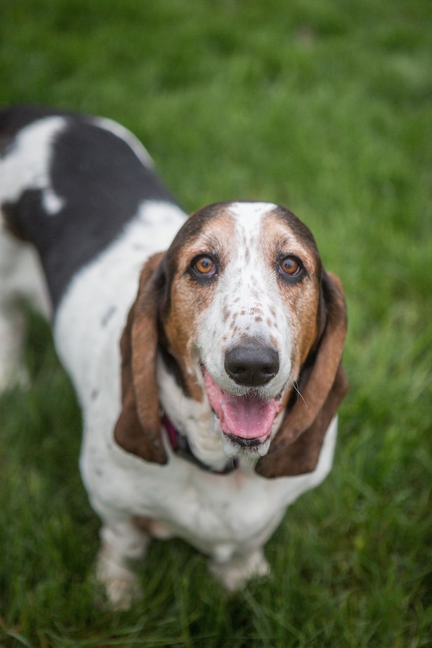 Basset Hound