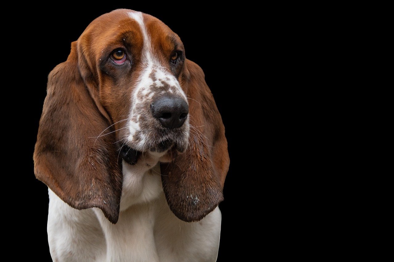 Basset Hound
