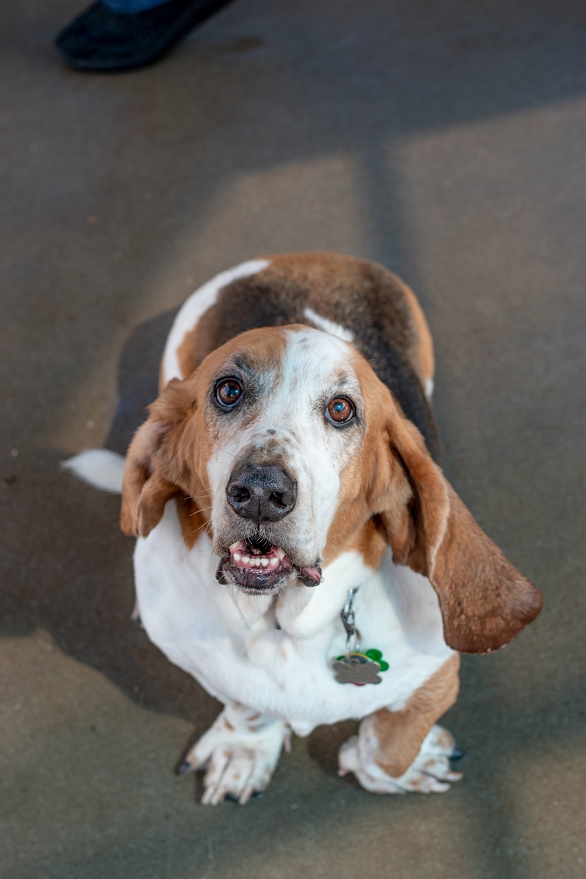 Basset Hound