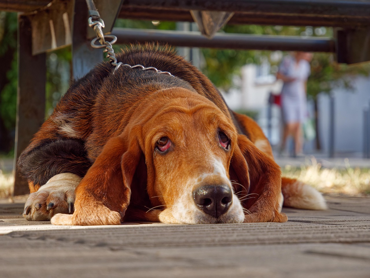 Basset Hound