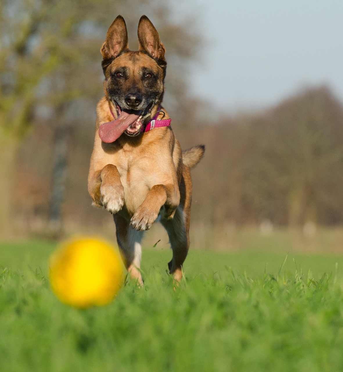 Belgian Malinois