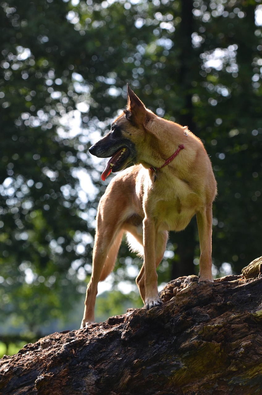 Belgian Malinois