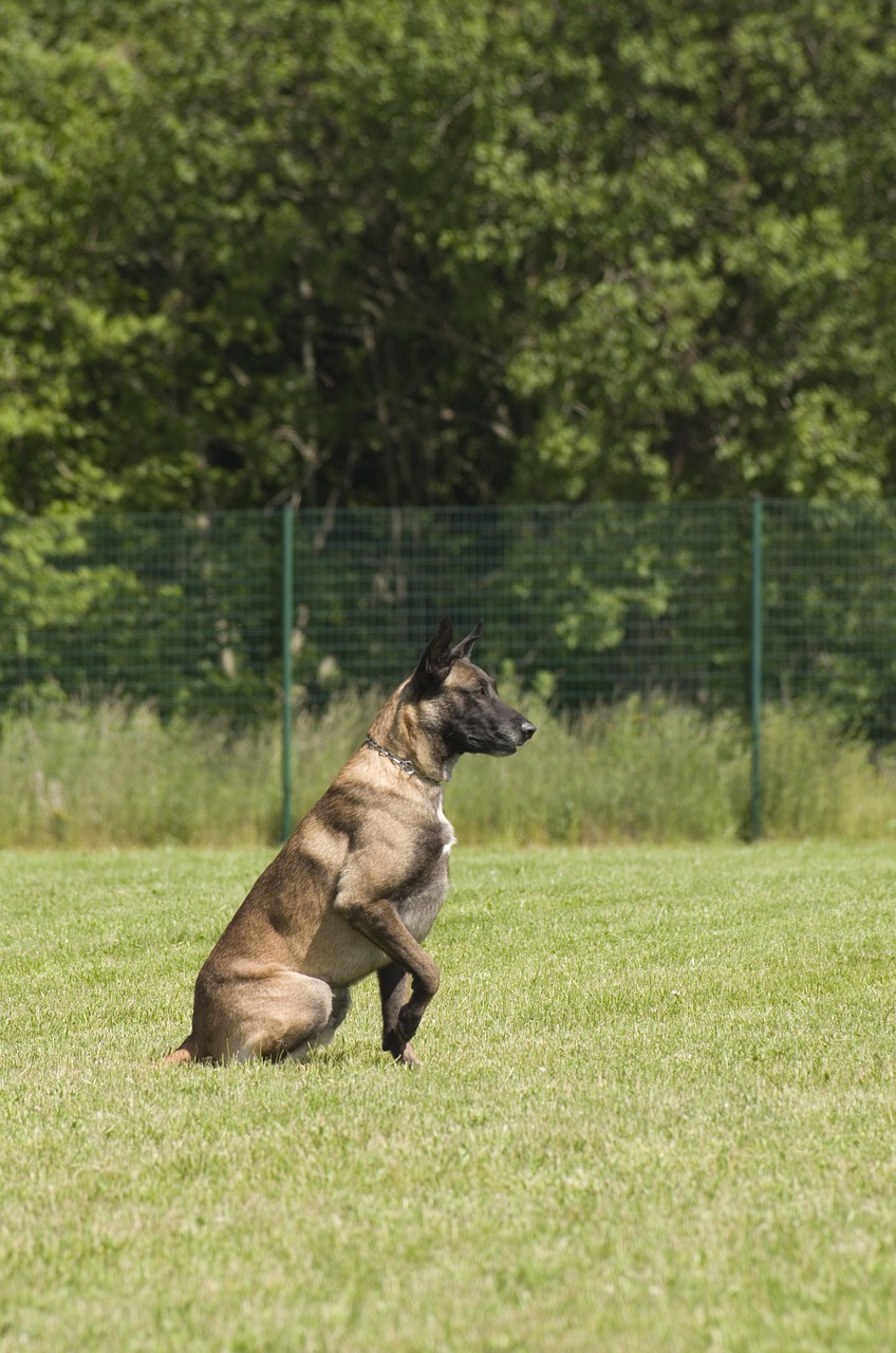Belgian Shepherd