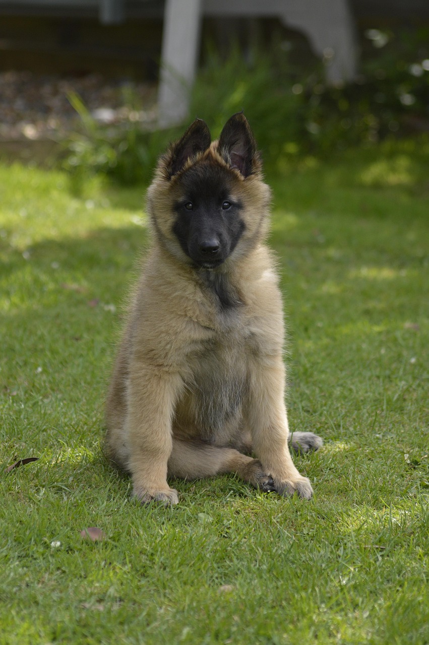 Belgian Shepherd