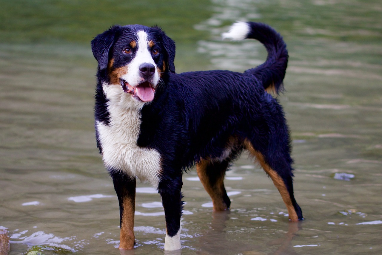 Bernese Mountain Dog