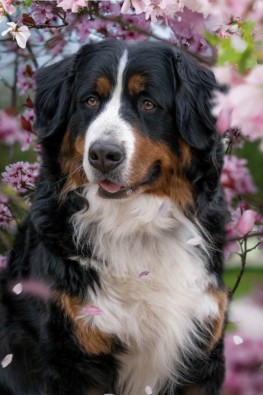 Bernese Mountain Dog