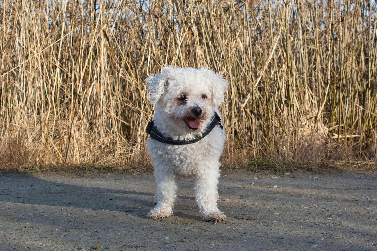 Bichon Frise