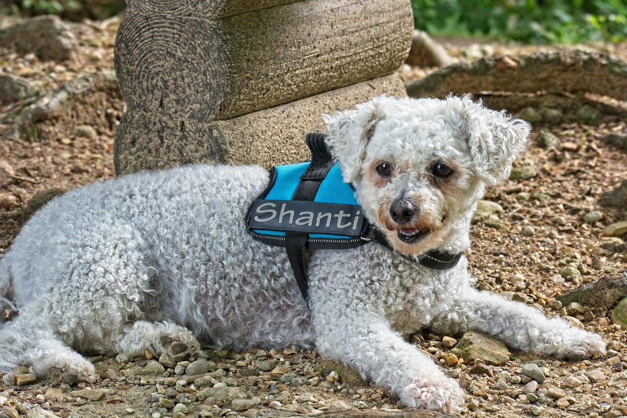 Bichon Frise