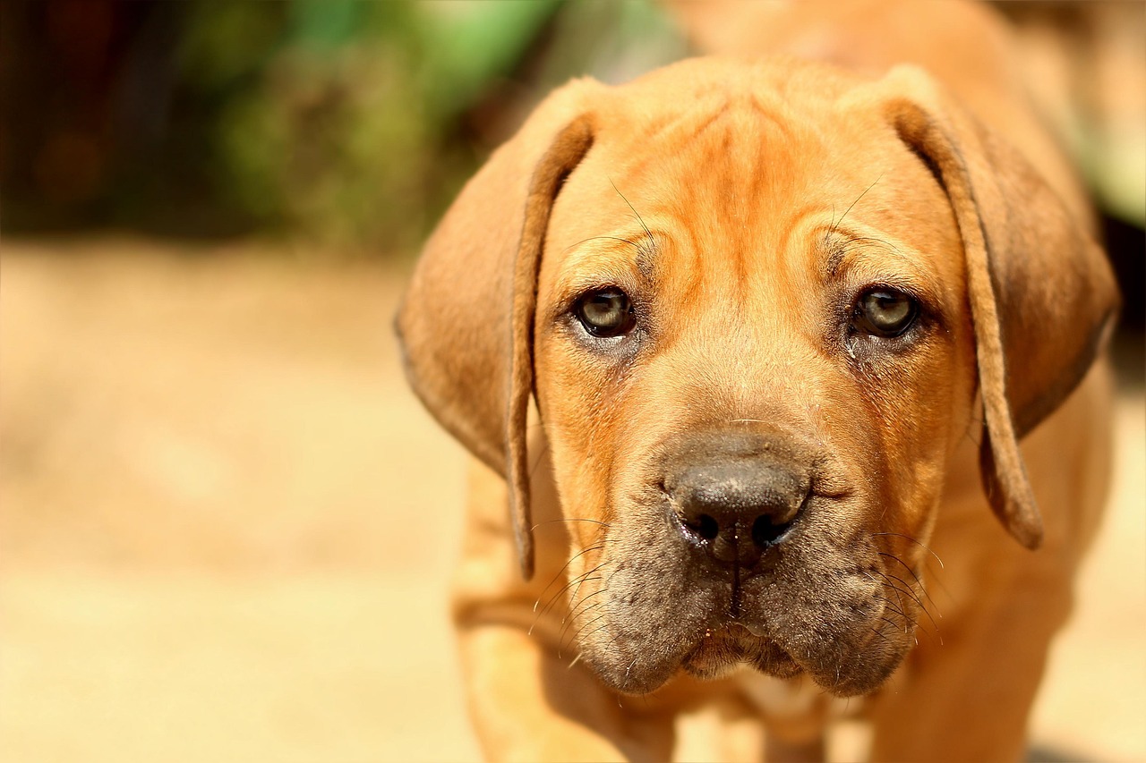 Boerboel