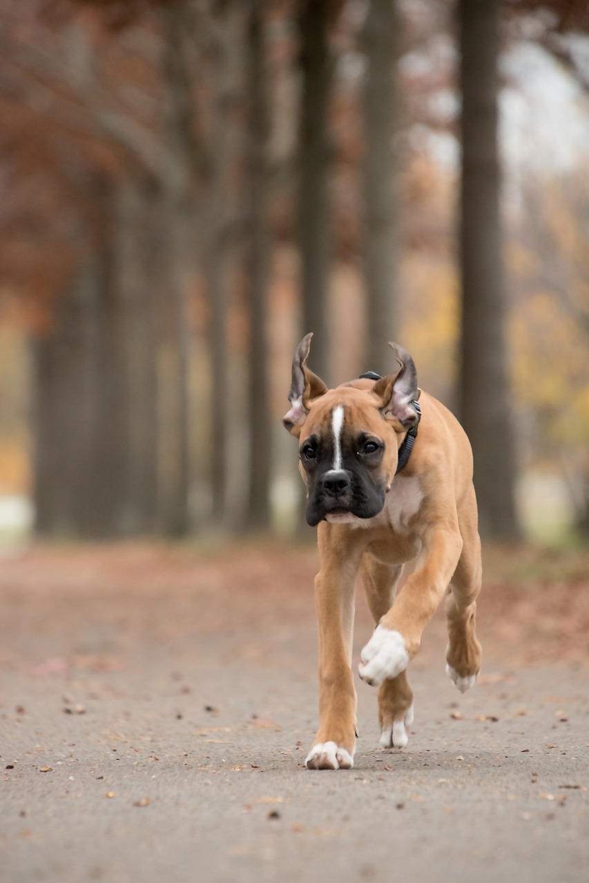 Boxer
