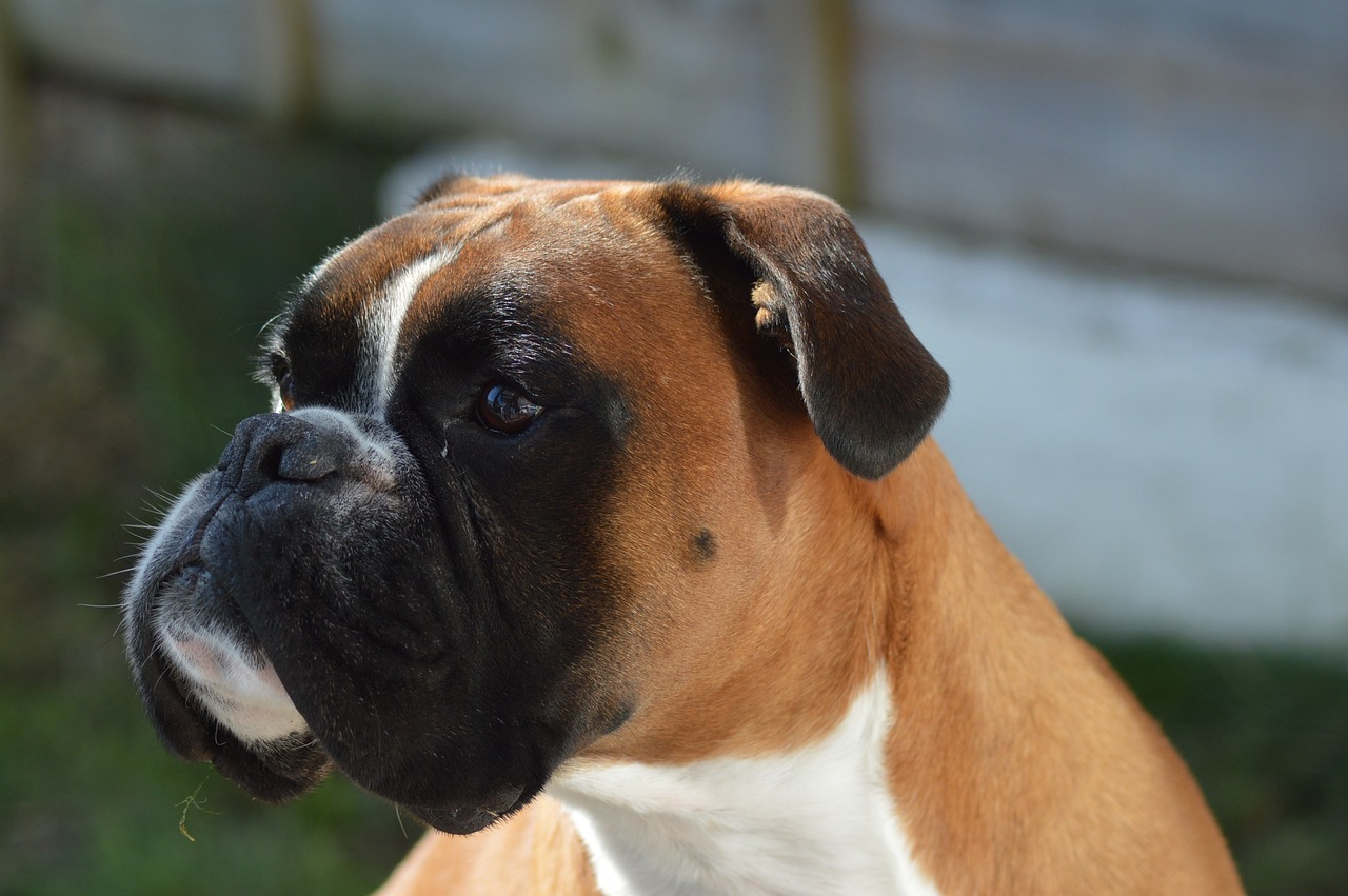 Boxer