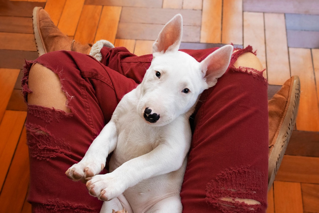 Bull Terrier
