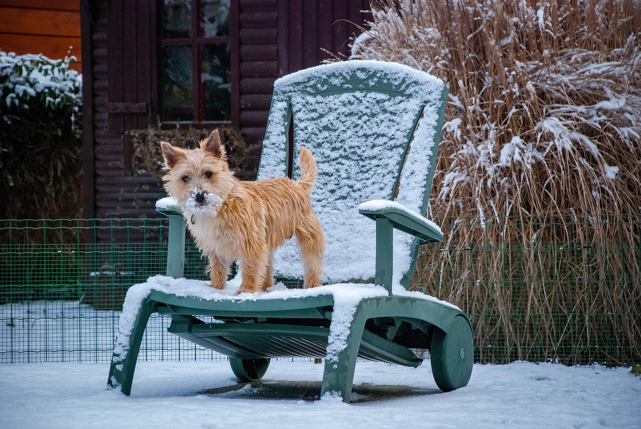 Cairn Terrier