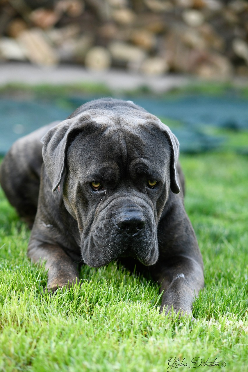 Cane Corso