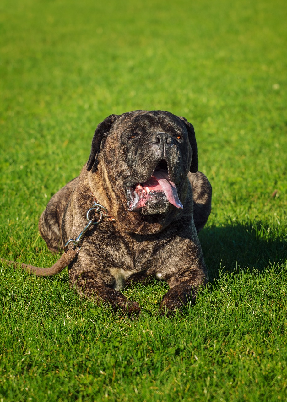 Cane Corso