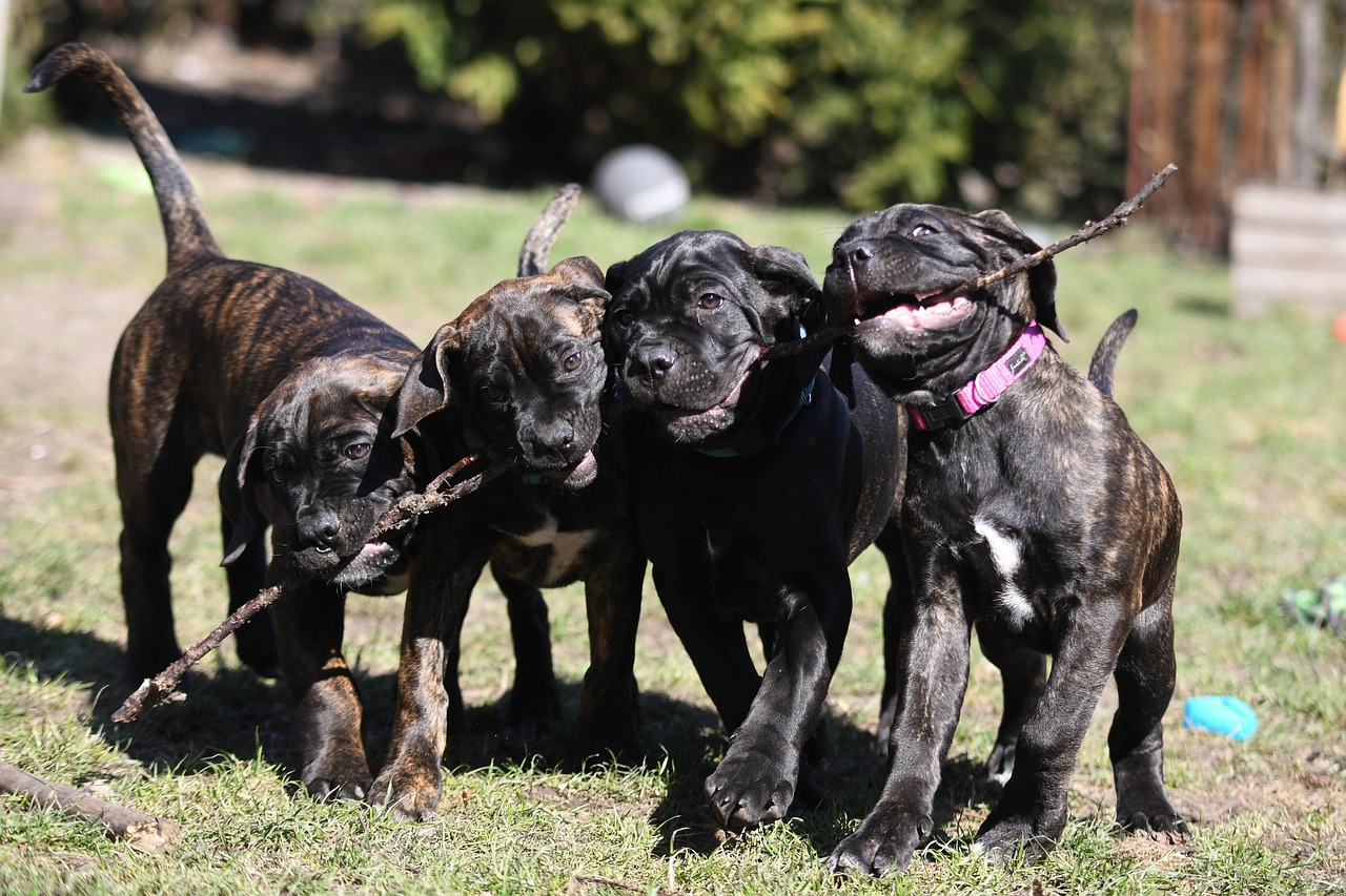 Cane Corso