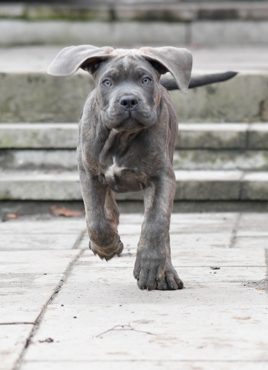 Cane Corso