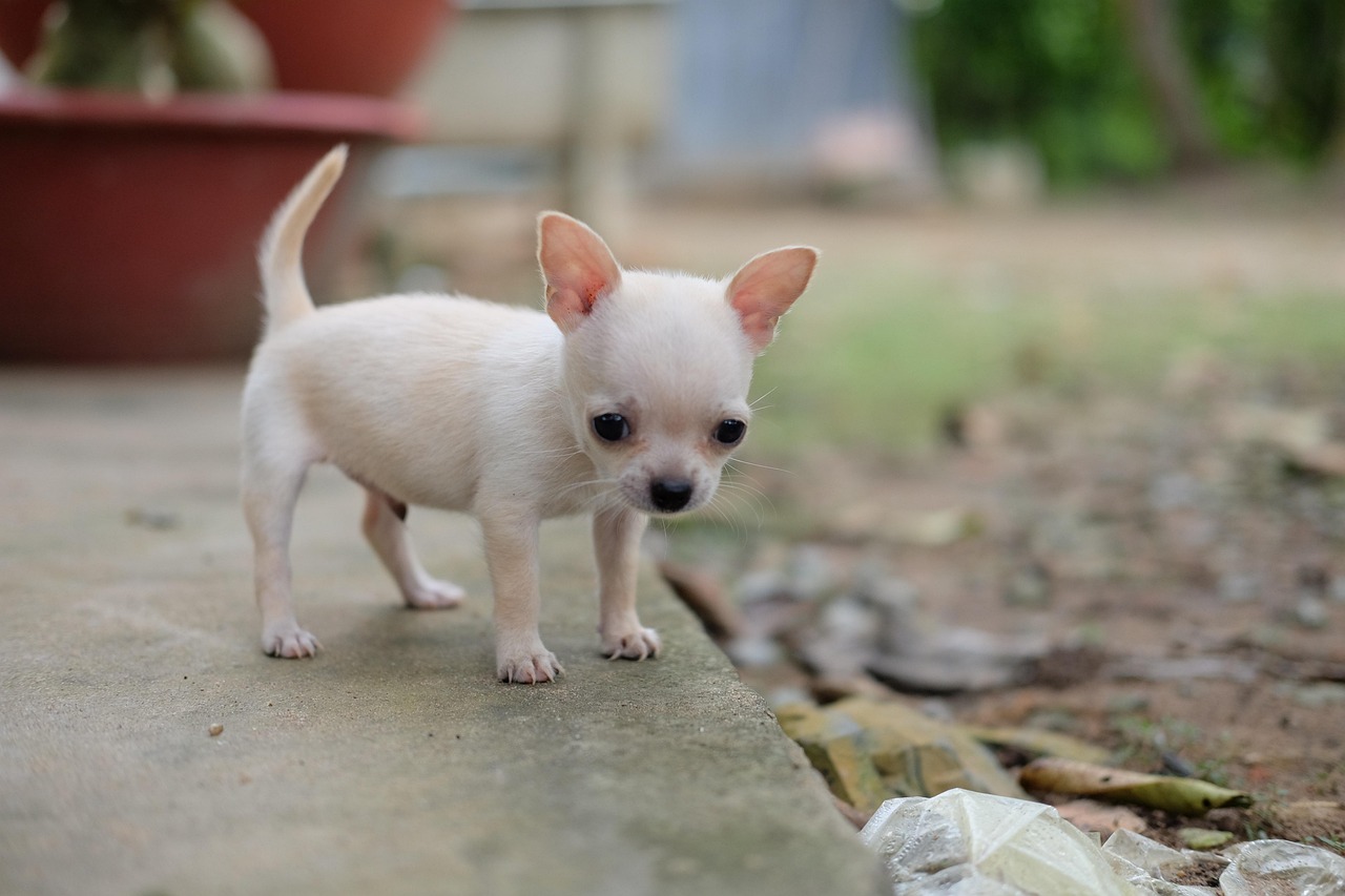 Chihuahua
