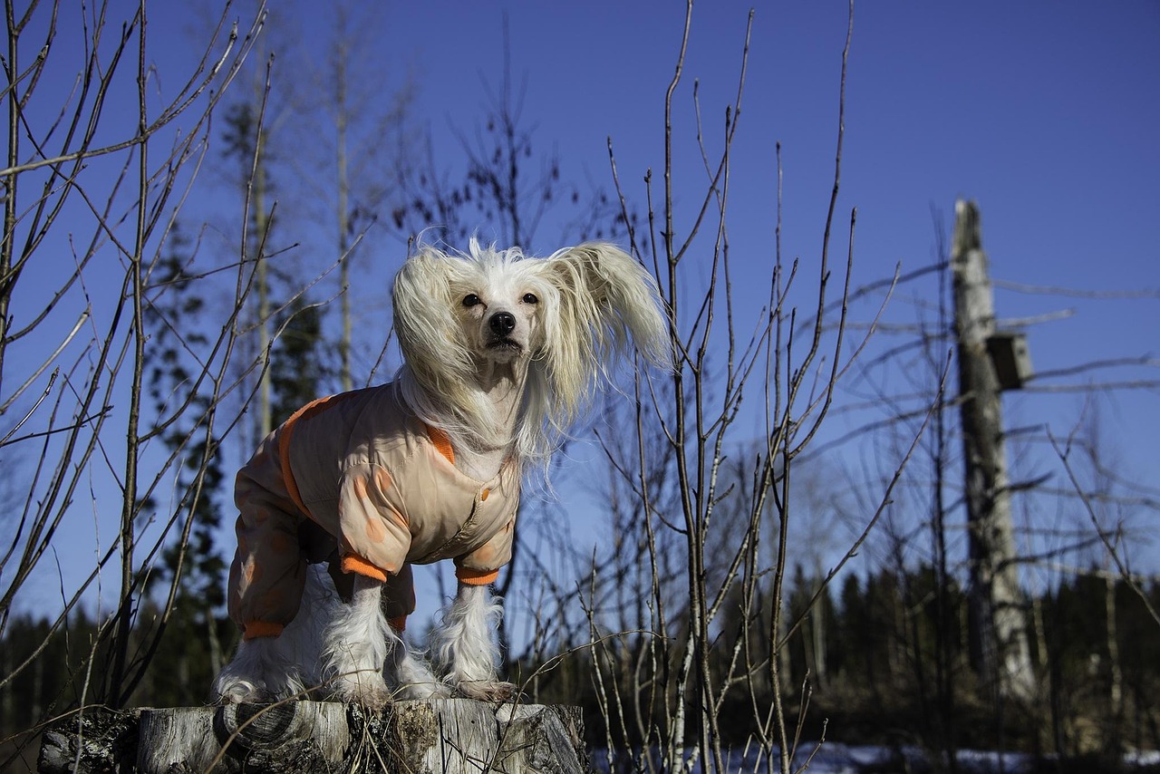 Chinese Crested