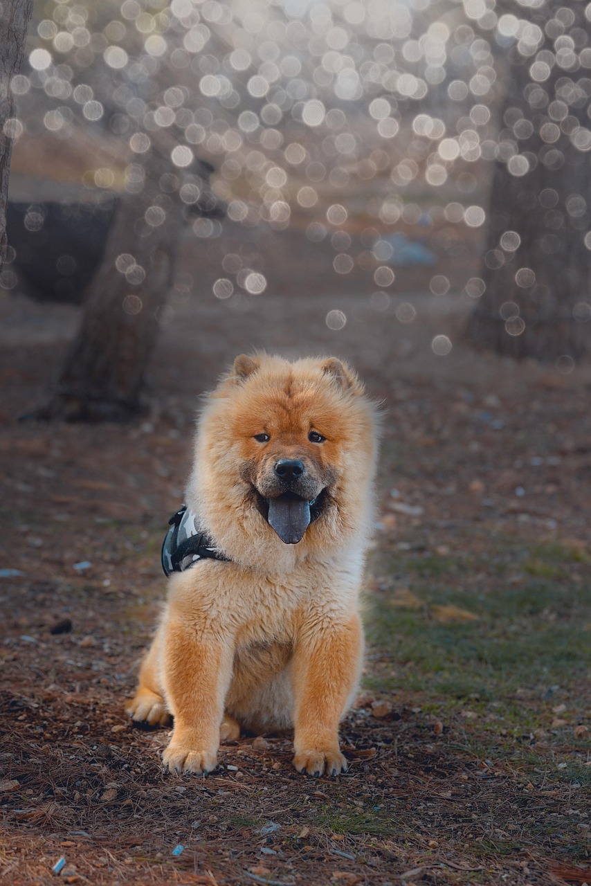 Chow Chow