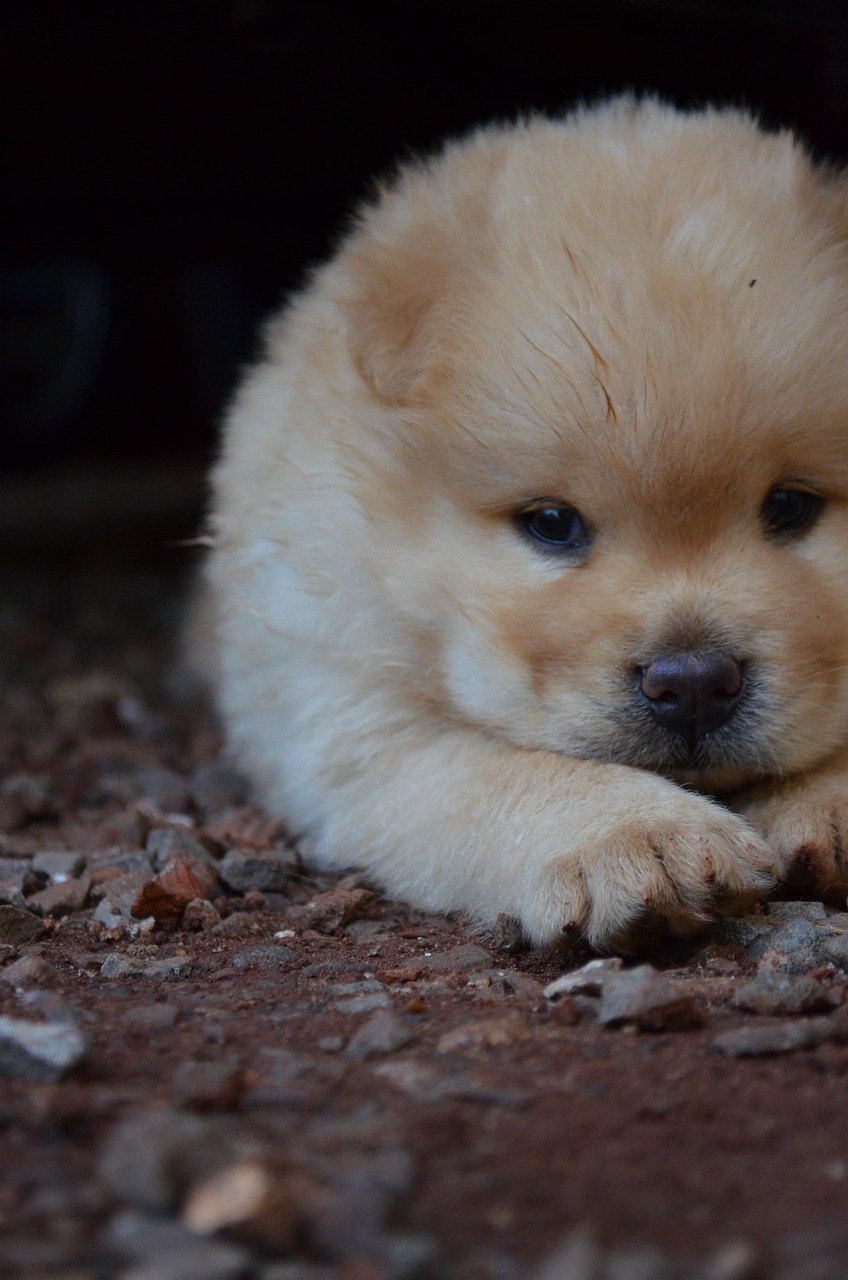 Chow Chow