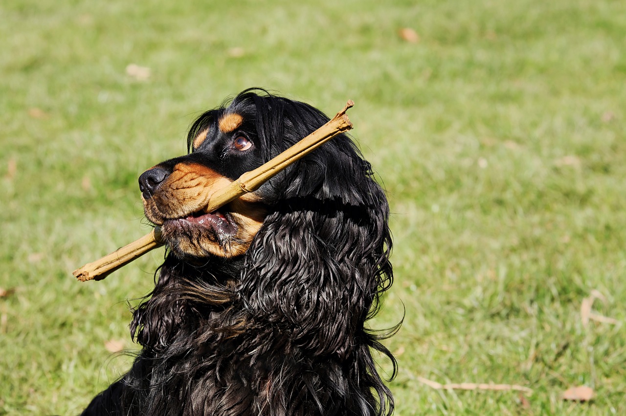Cocker Spaniel