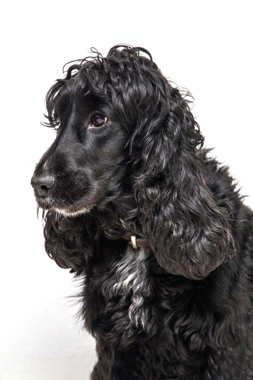 Cocker Spaniel
