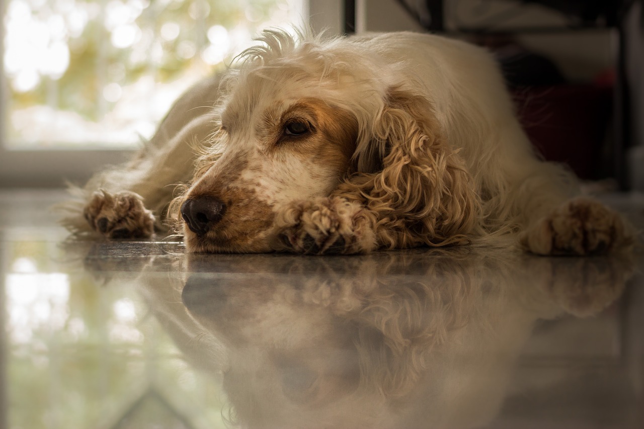 Cocker Spaniel
