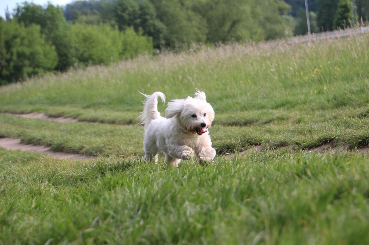 Coton de Tulear
