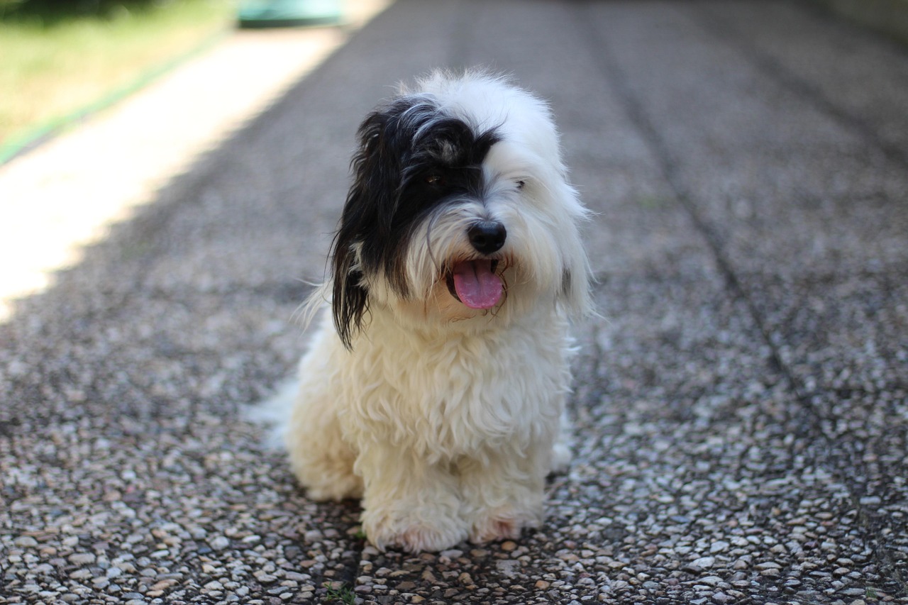 Coton de Tulear