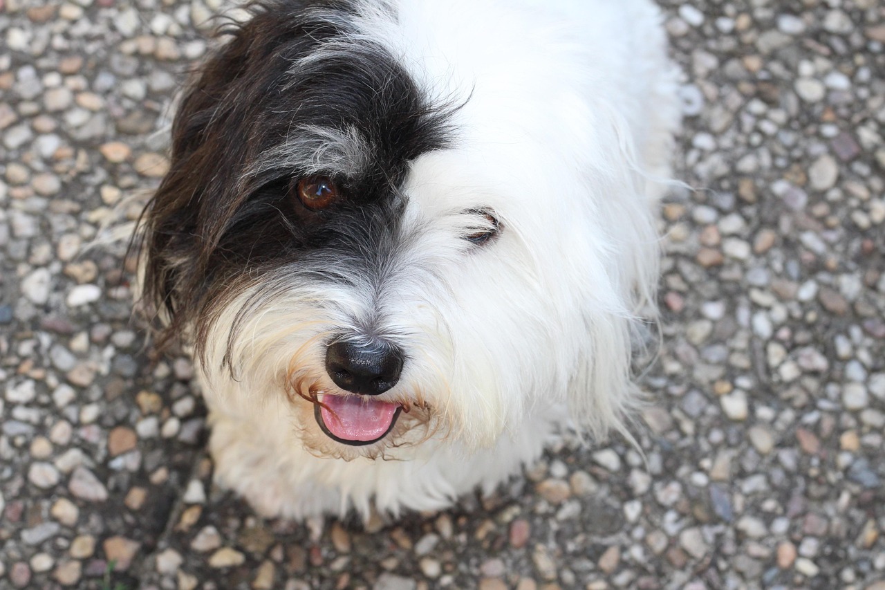 Coton de Tulear