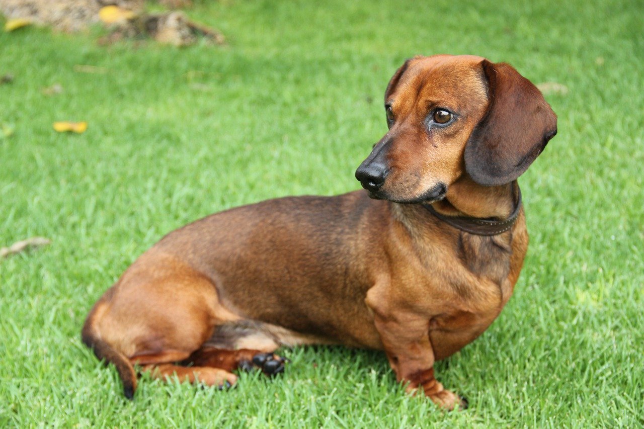 Dachshund