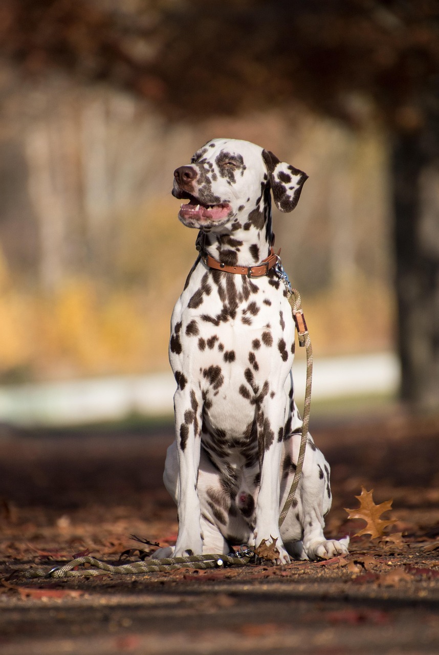 Dalmatian