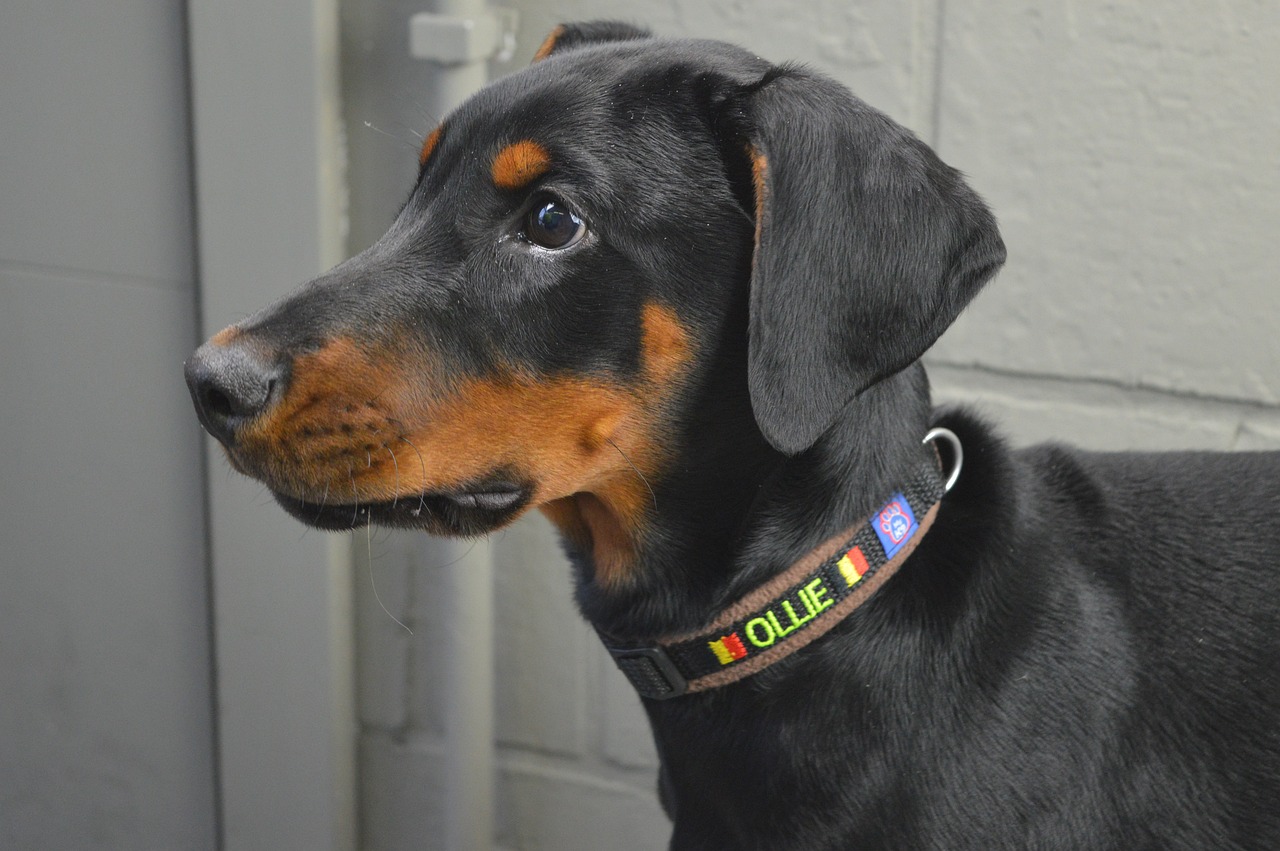 Doberman Pinscher