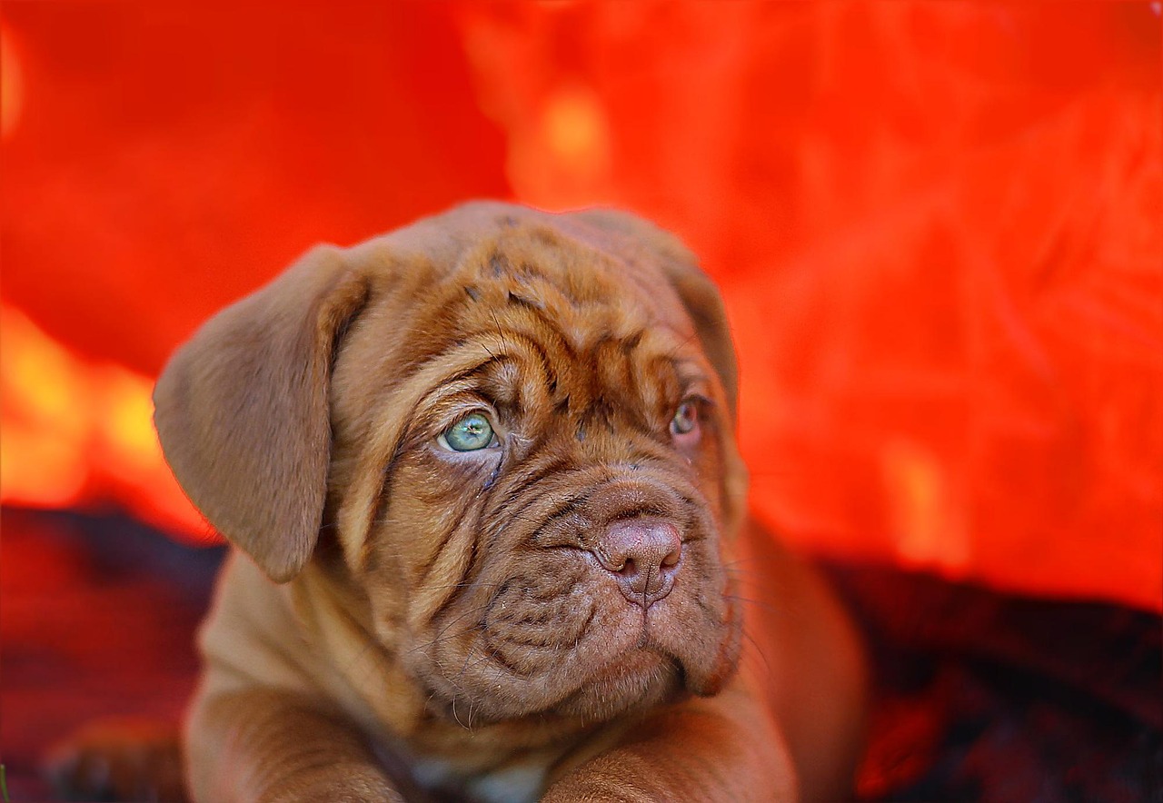 Dogue de Bordeaux