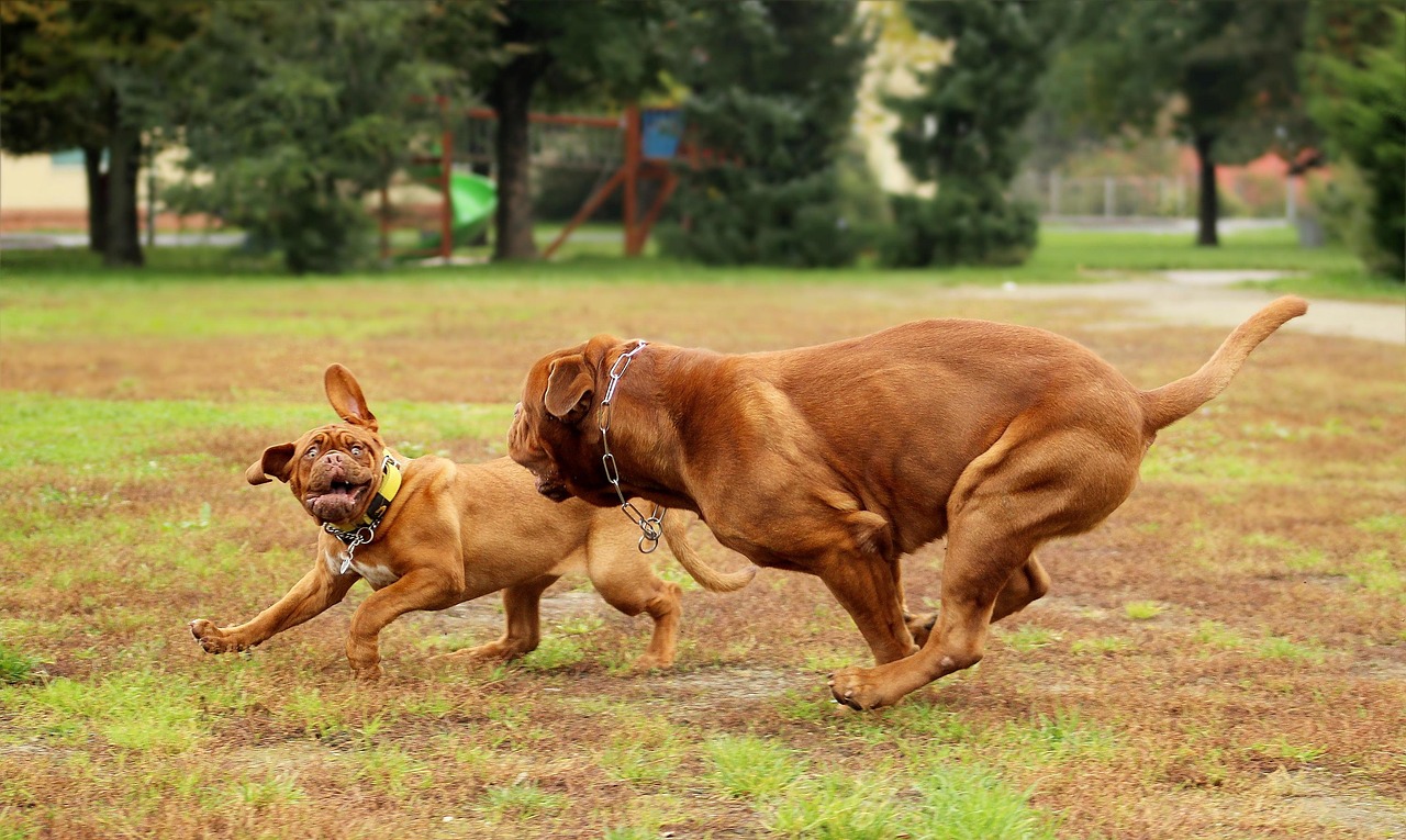 Dogue de Bordeaux
