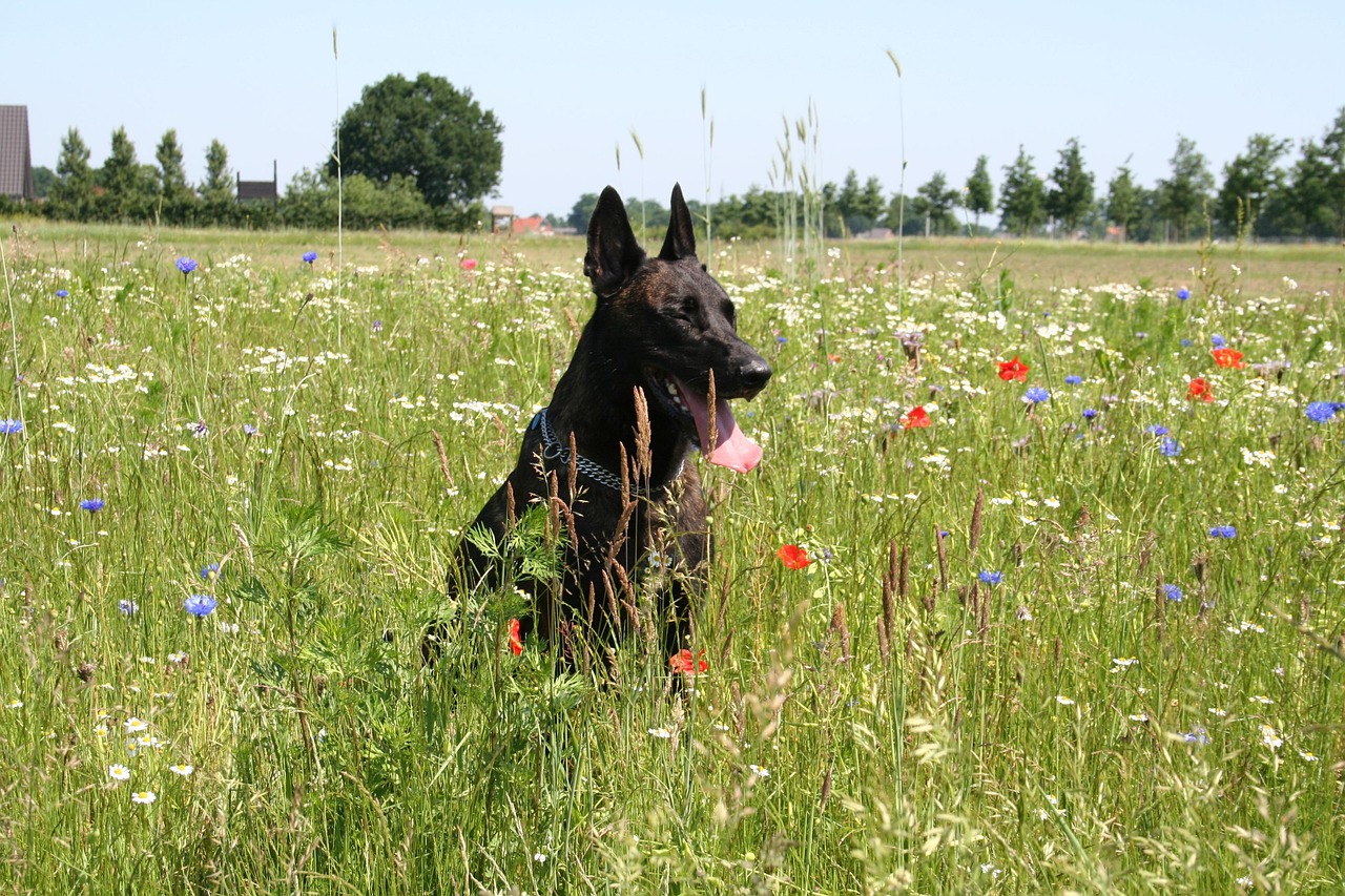 Dutch Shepherd