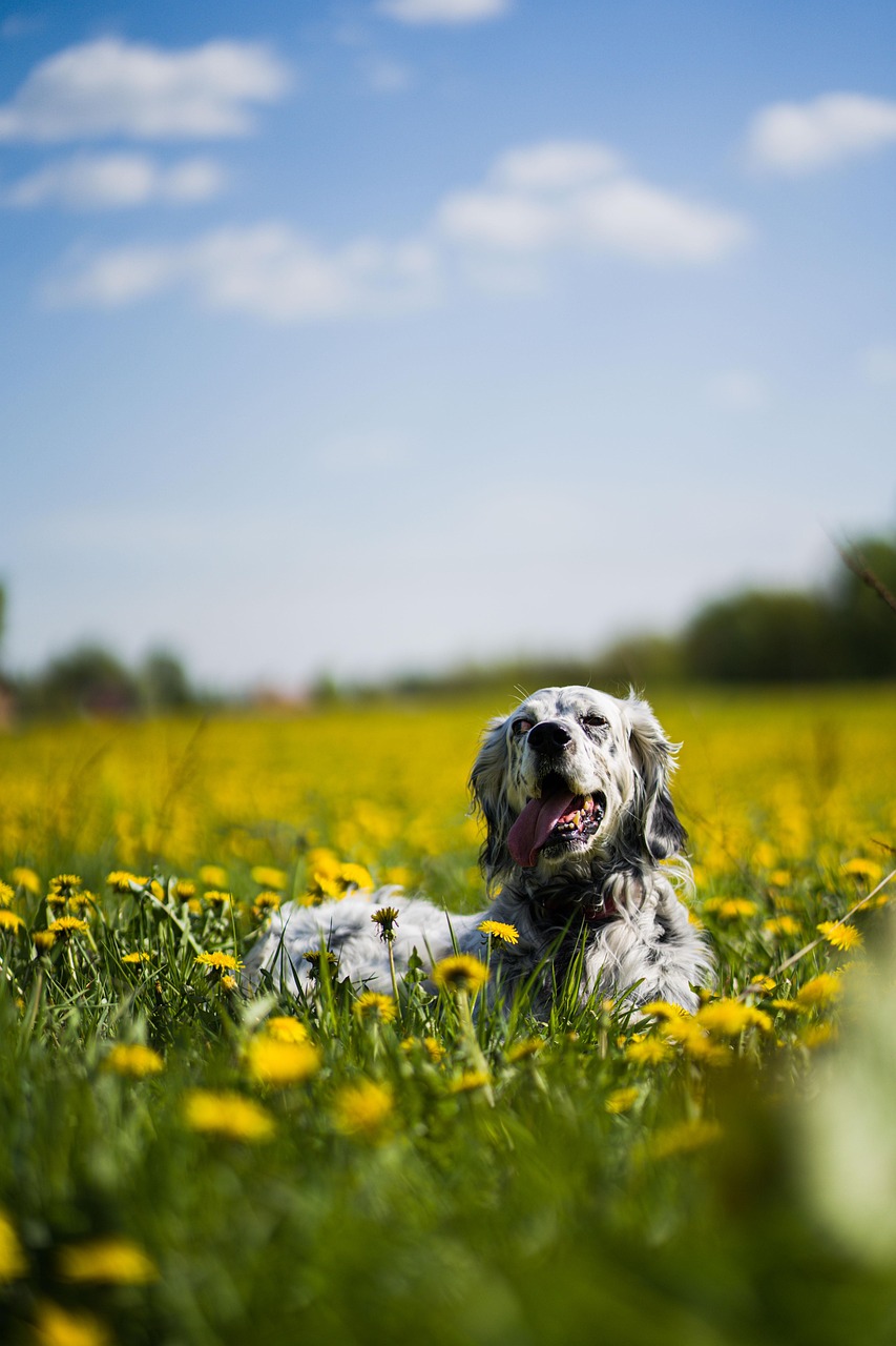 English Setter