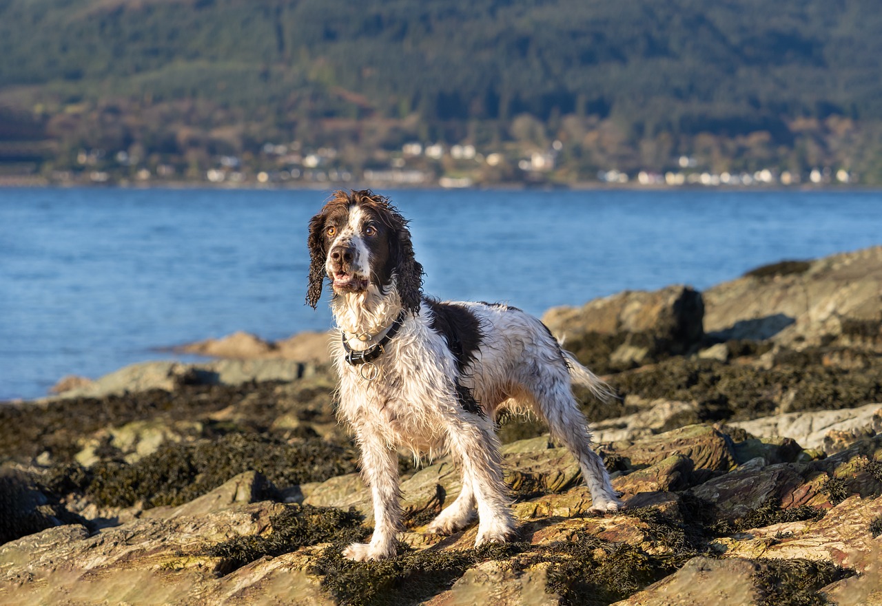 English Springer Spaniel