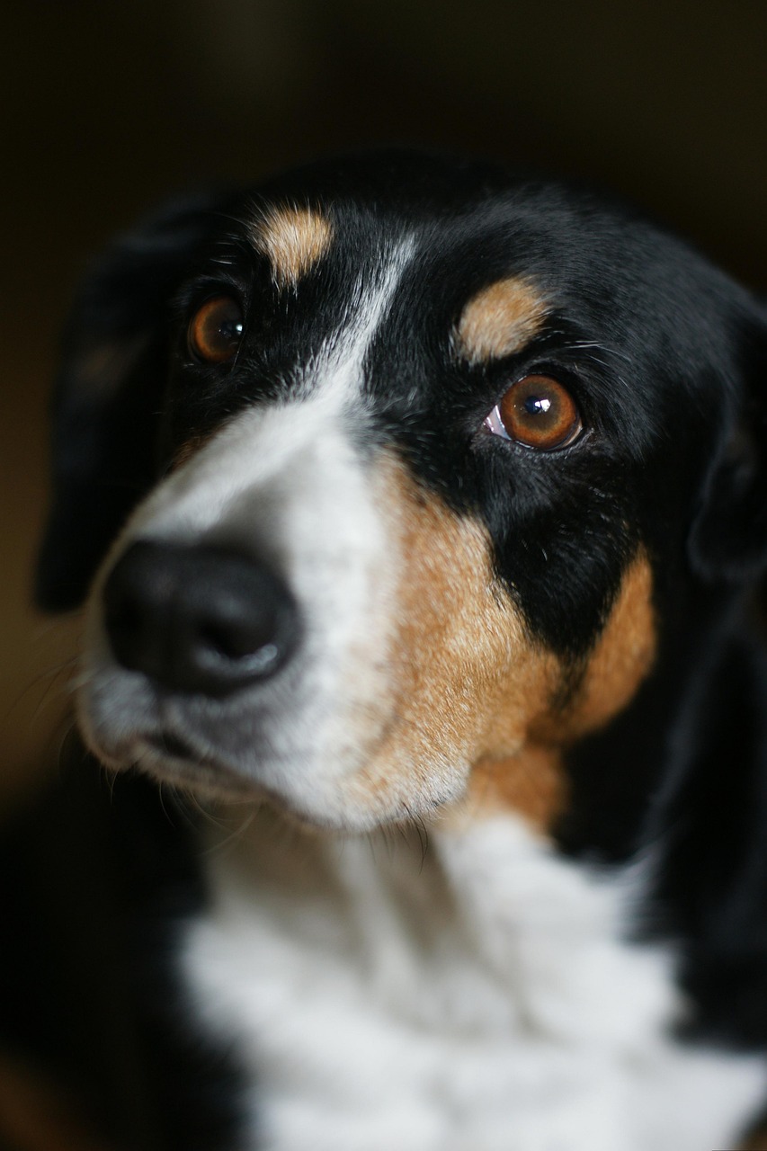 Entlebucher Mountain Dog