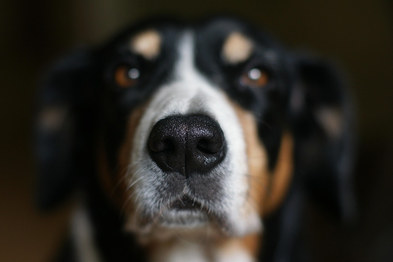 Entlebucher Mountain Dog