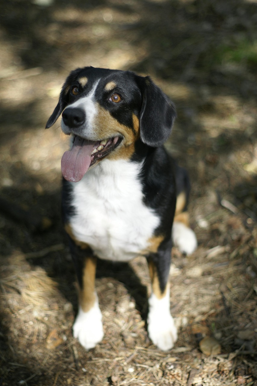 Entlebucher Mountain Dog