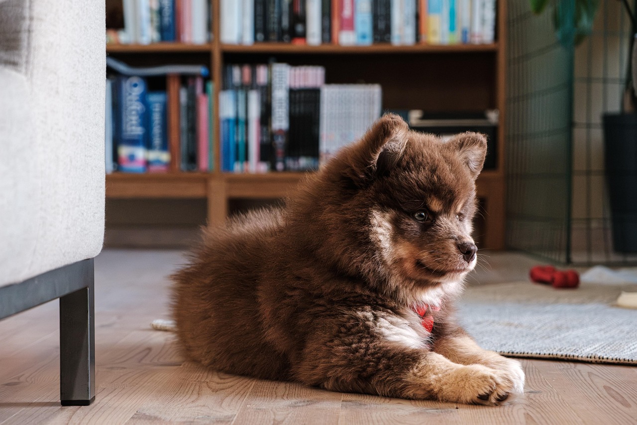 Finnish Lapphund