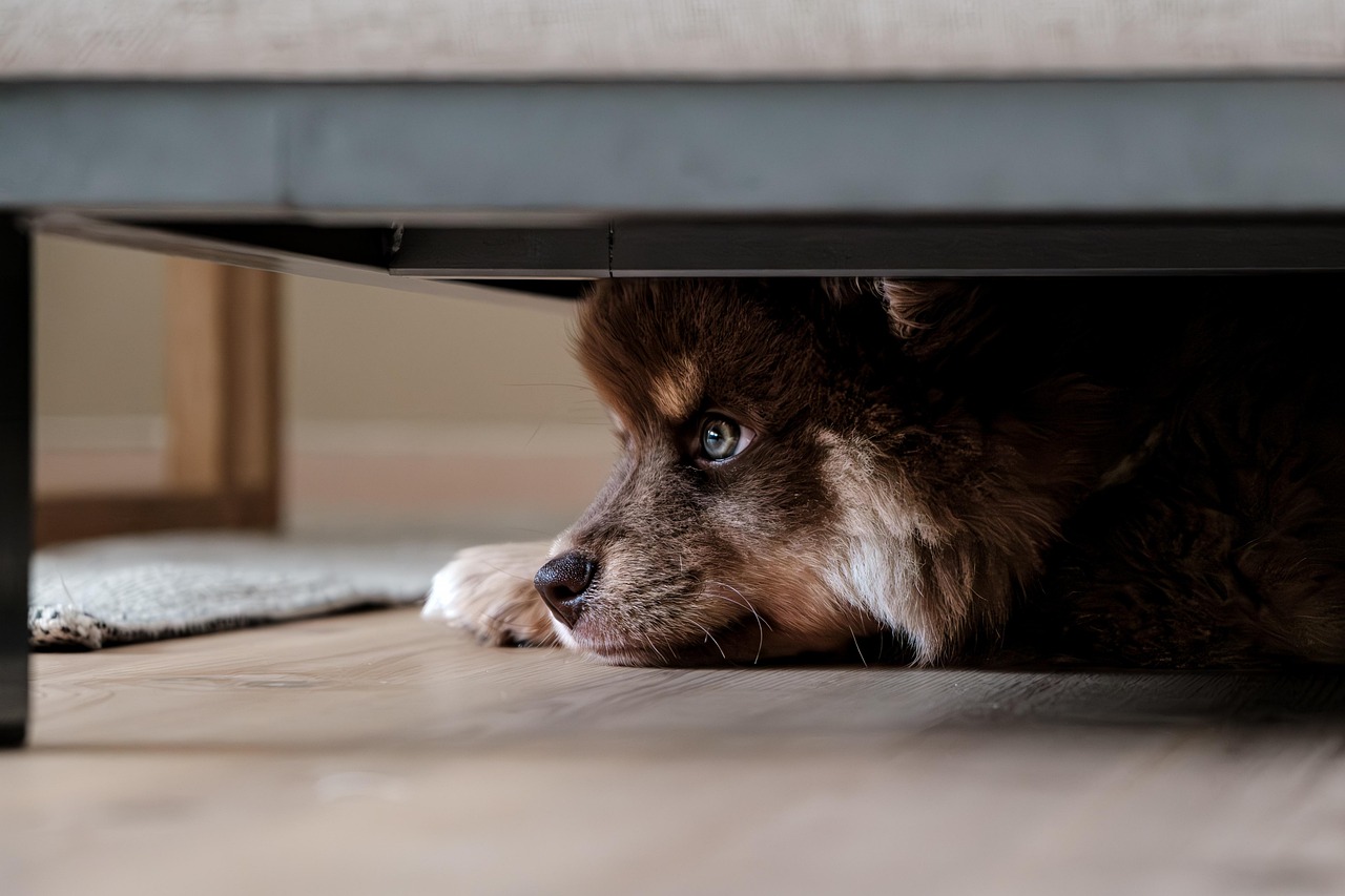 Finnish Lapphund