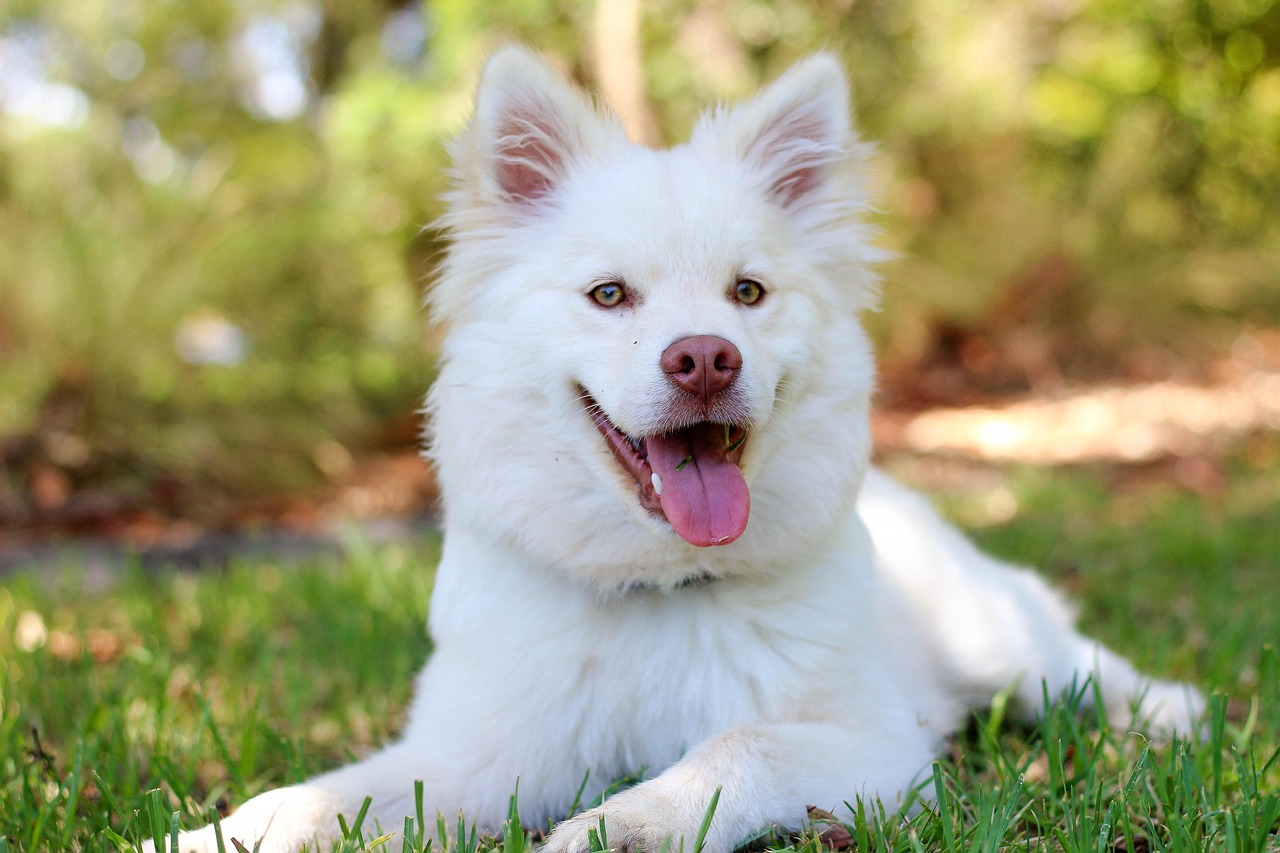 Finnish Lapphund