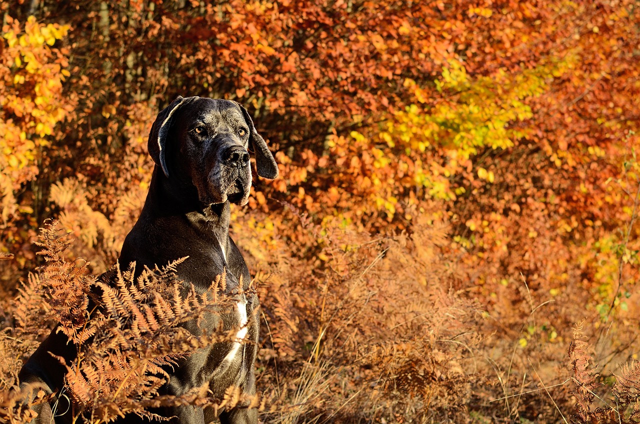 Great Dane