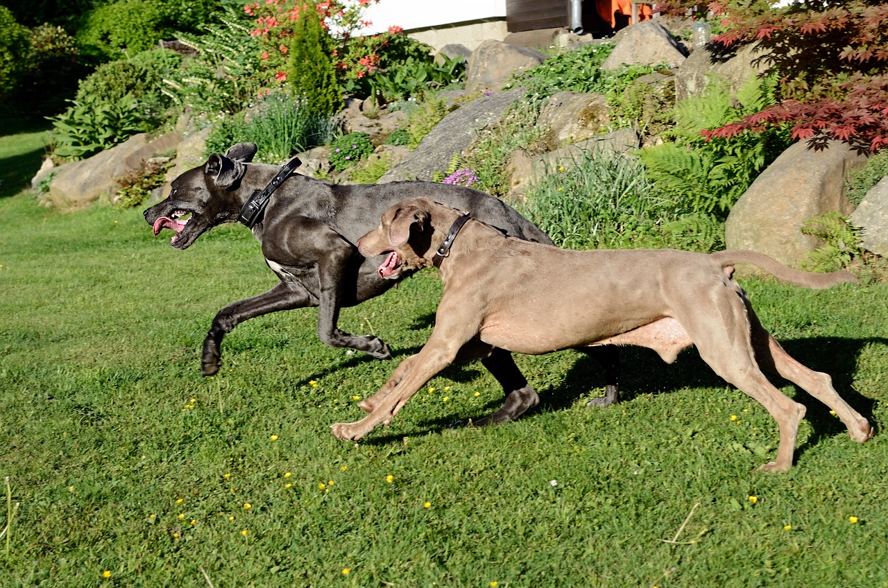 Great Dane