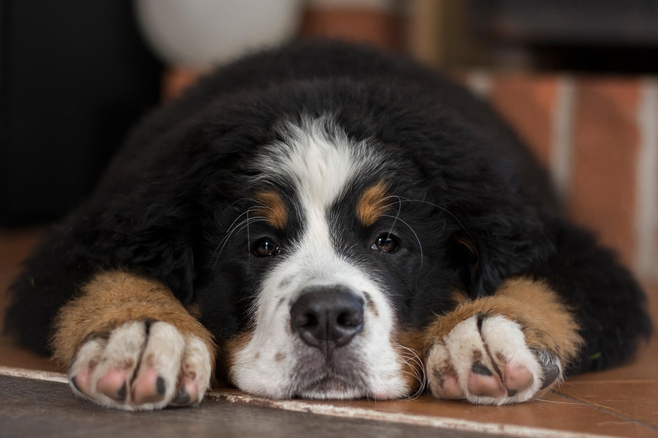 Greater Swiss Mountain Dog