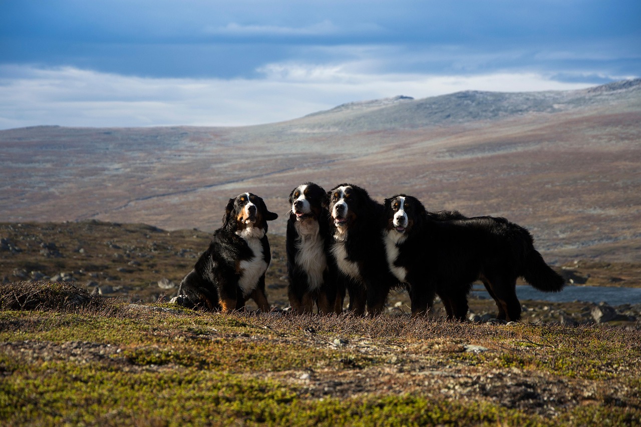 Greater Swiss Mountain Dog